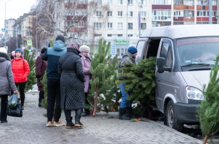 Сотрудники управления потребительского рынка ведут борьбу с несанкционированной продажей ёлок