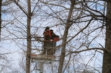 В Липецке будет высажено порядка 1,2 тысяч молодых деревьев и кустарников