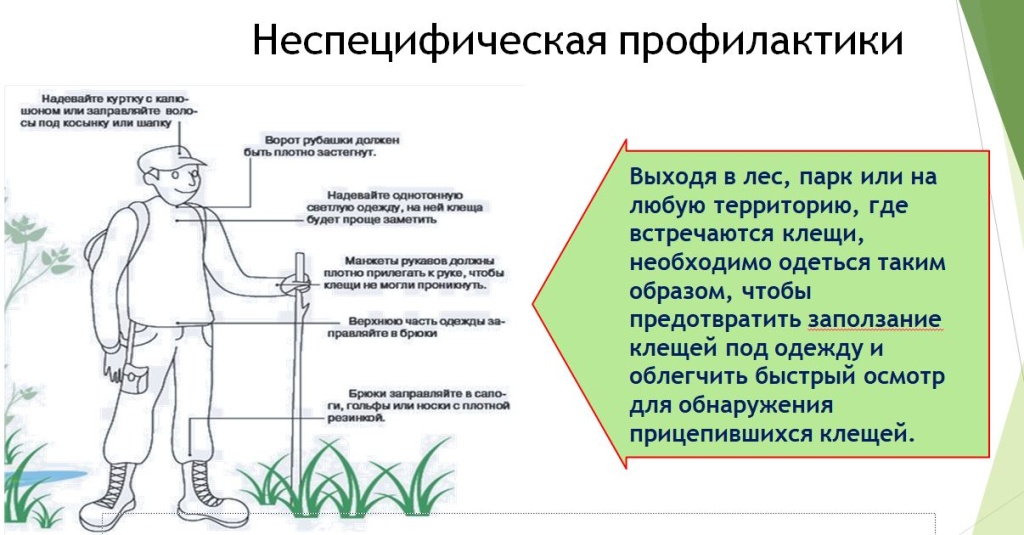 клещи 1.JPG