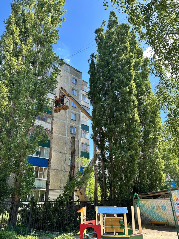 Депутаты предлагают сократить срок сноса аварийных деревьев  	